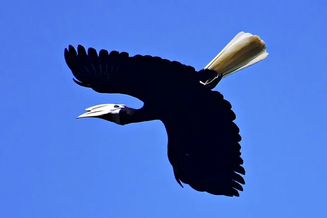 Palawan hornbill na lumilipad, may puting buntot at tuka, sa asul na kalangitan.