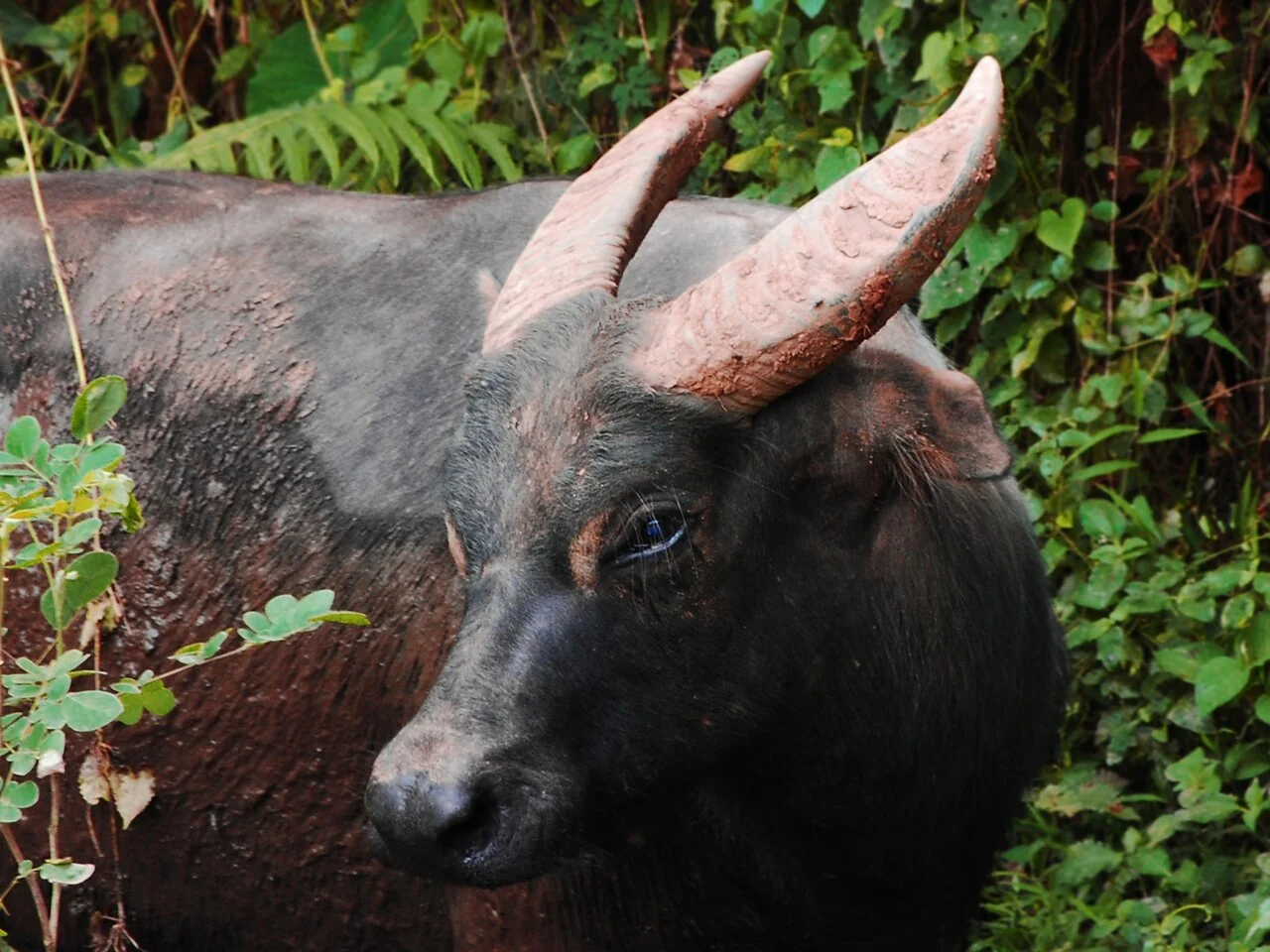 Malapitang larawan ng ulo ng tamaraw sa Mounts Iglit–Baco, na may mga halaman sa paligid.